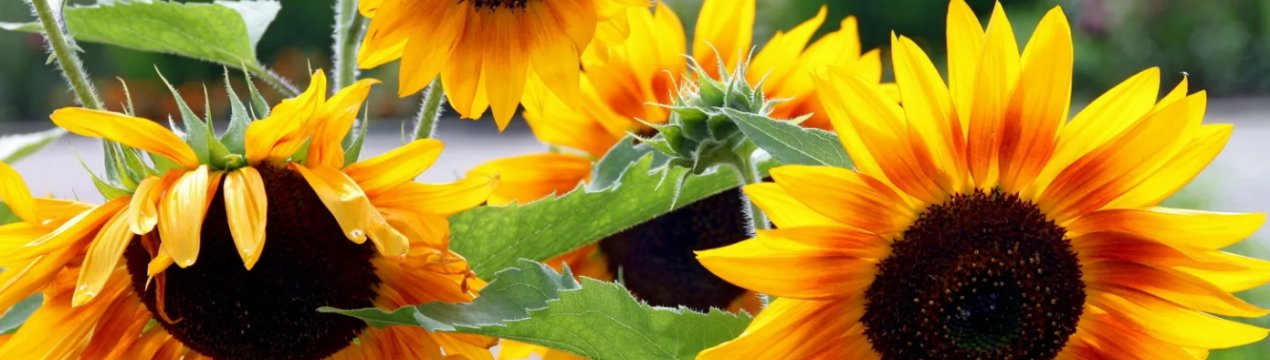 В Україні зросли запаси соняшнику