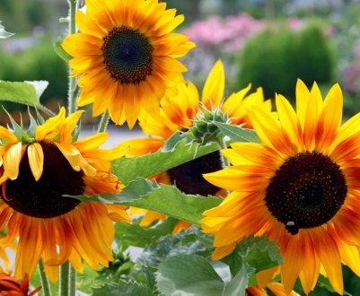 В Україні зросли запаси соняшнику