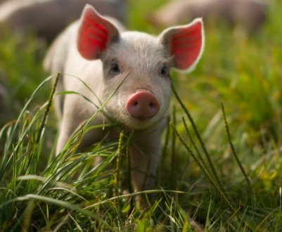 Південна Корея посилює заходи з блокування доступу африканської чуми свиней в країну