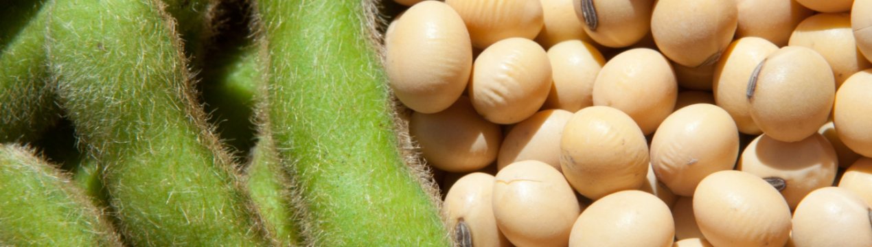 Україна продала за кордон 1 мільйон тонн сої