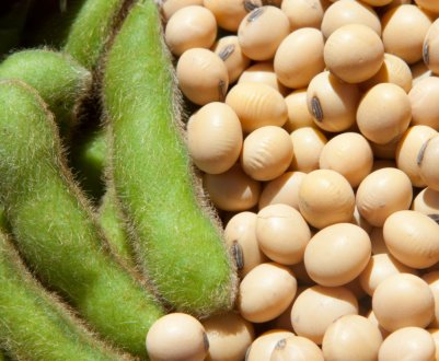 Україна продала за кордон 1 мільйон тонн сої