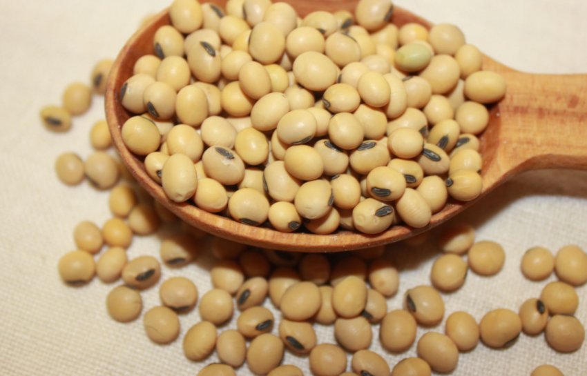 Україна продала за кордон 1 мільйон тонн сої Україна продала за кордон 1 мільйон тонн сої