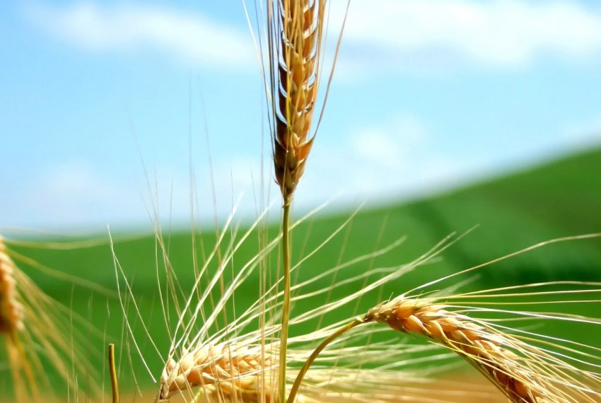 Трамп готує новий раунд допомоги фермерам, що постраждали від торговельної війни з Китаєм