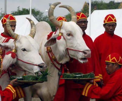 Королівські воли Камбоджі пророкують в країні рясний урожай рису