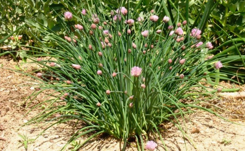 Шніт-цибуля