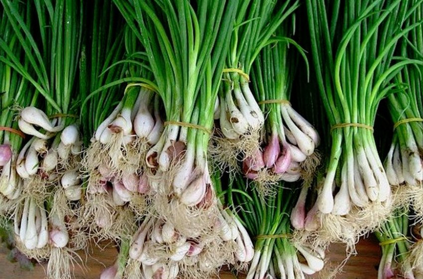 Цибуля батун