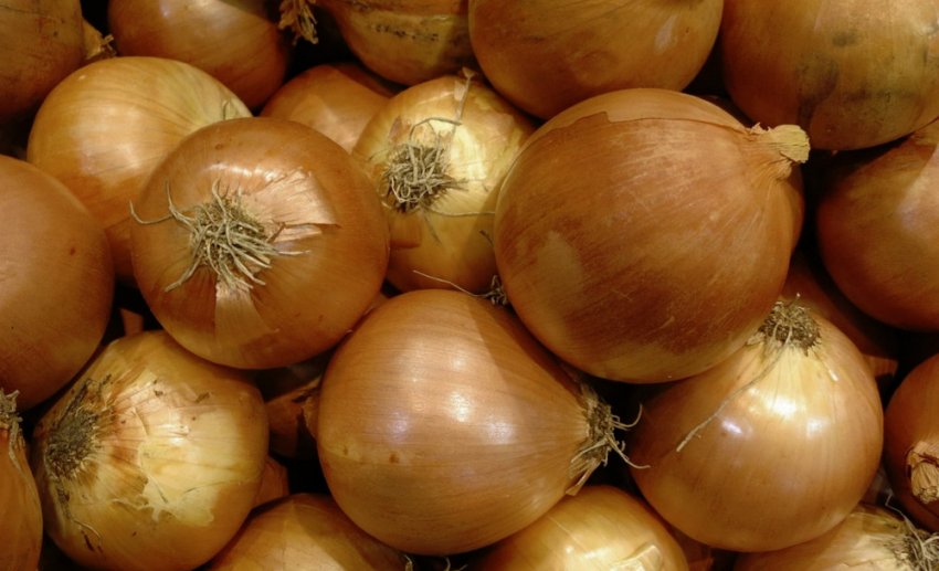 Ріпчаста цибуля