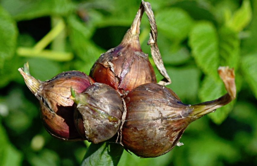 Багатоярусна цибуля