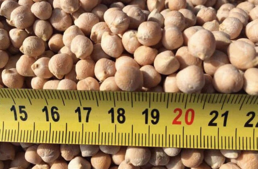 Нут сорти Краснокутський 195 Нут сорти Краснокутський 195