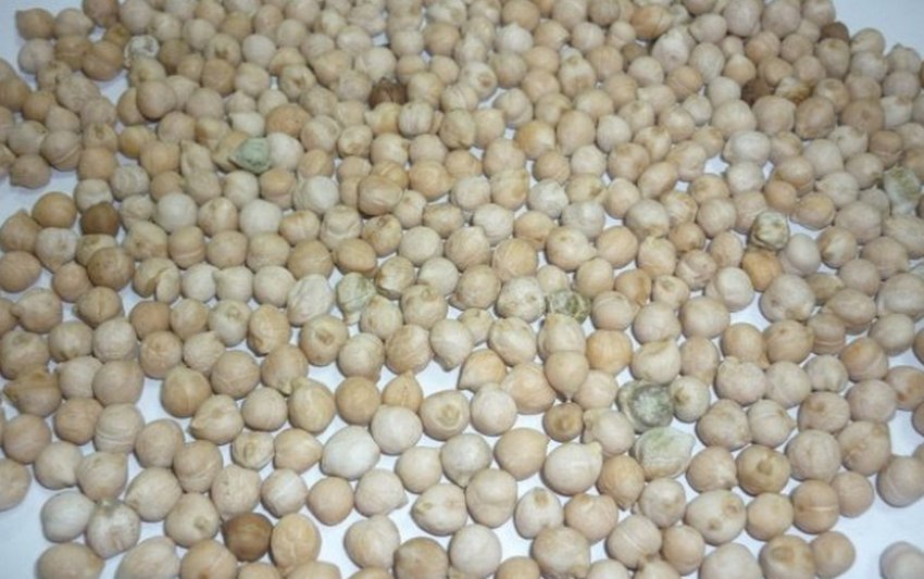 Нут сорти Ювілейний Нут сорти Ювілейний