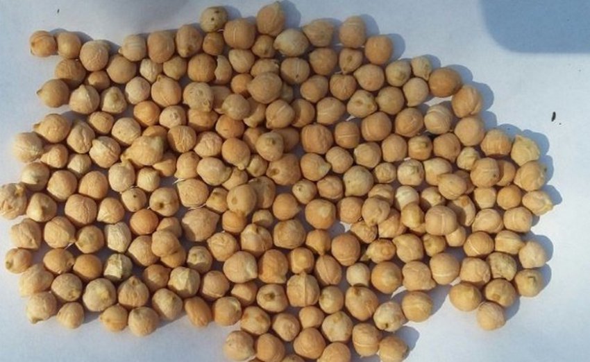 Нут сорти Буджак Нут сорти Буджак