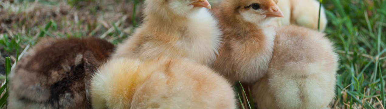 Пташники Улан-Уде готуються до відкриття «кадетського корпусу»