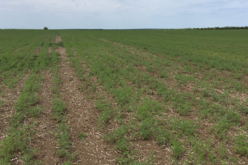 Місце посадки нуту Місце посадки нуту