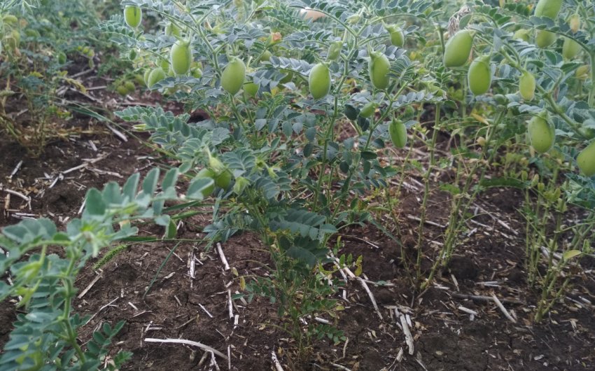 Вирощування нуту Вирощування нуту