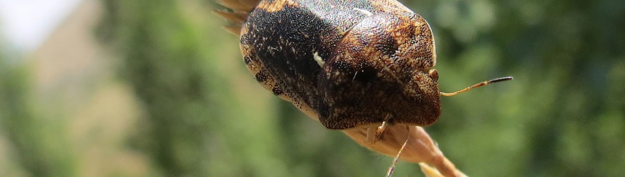 Популяція клопа шкідливої черепашки на території України знаходиться в стані депресії