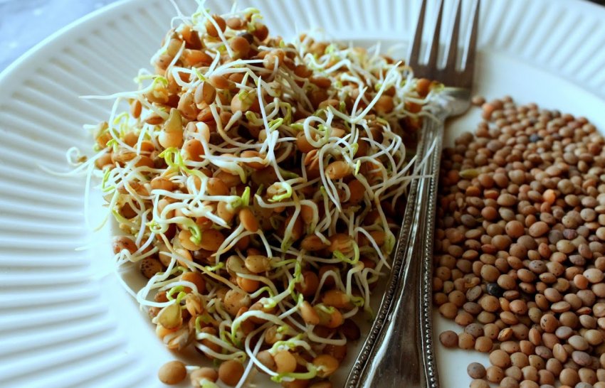 Вживання пророщеної сочевиці