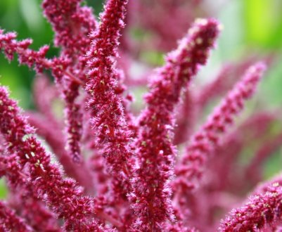 Україна постійно збільшує посівні площі під амарантом