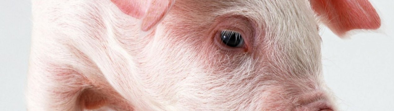 У США почнуть тестувати свиней на АЧС