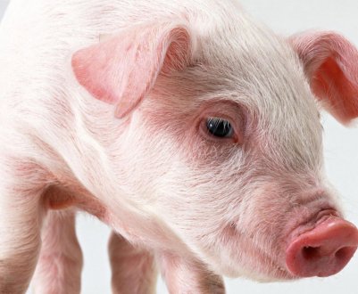 У США почнуть тестувати свиней на АЧС 