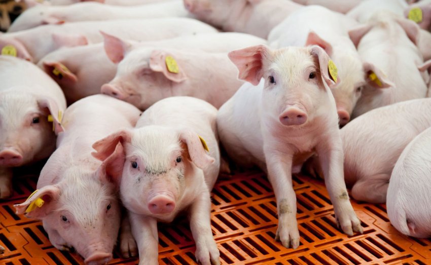 В США почнуть тестувати свиней на АЧС