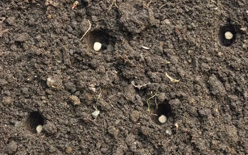 Посів нуту в грунт Посів нуту в грунт