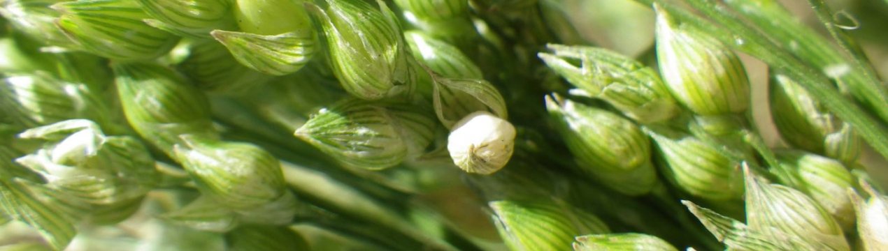 Аграрії Вінницької області завершили сівбу проса