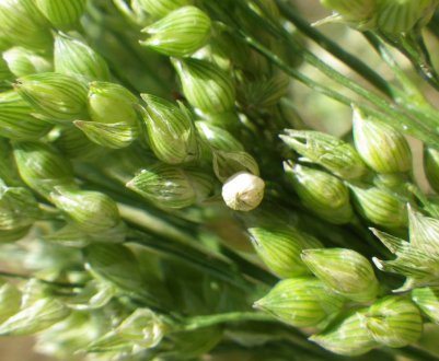 Аграрії Вінницької області завершили сівбу проса