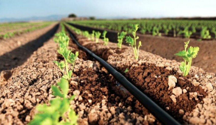 Крапельний полив Крапельний полив