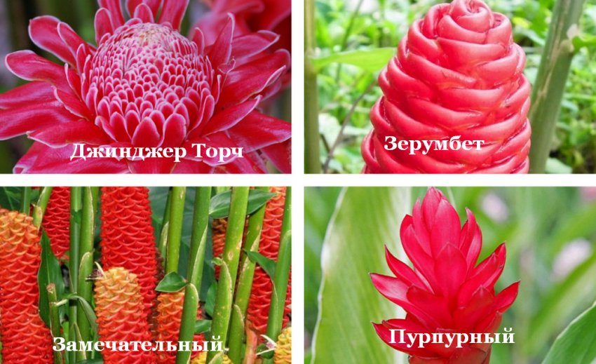 Сорти імбиру Сорти імбиру