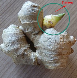 Бульба імбиру Бульба імбиру