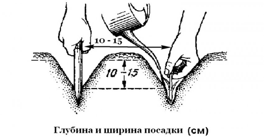 Посадка імбиру Посадка імбиру