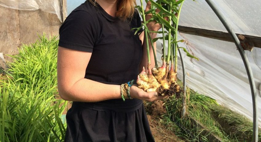 Урожай імбиру Урожай імбиру