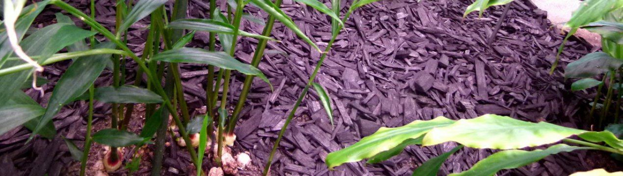 Як виростити імбир в теплиці?