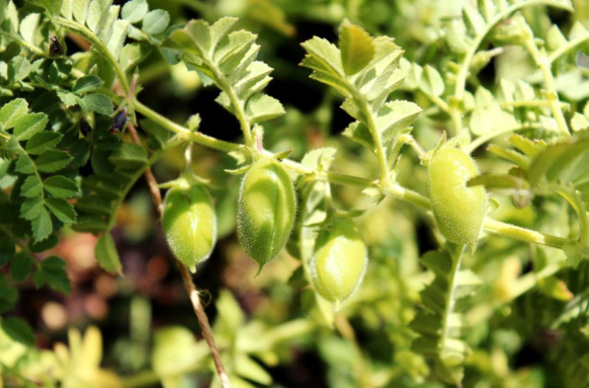 Вирощування нуту в середній смузі Вирощування нуту в середній смузі