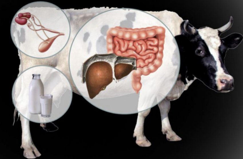 Органы коровы