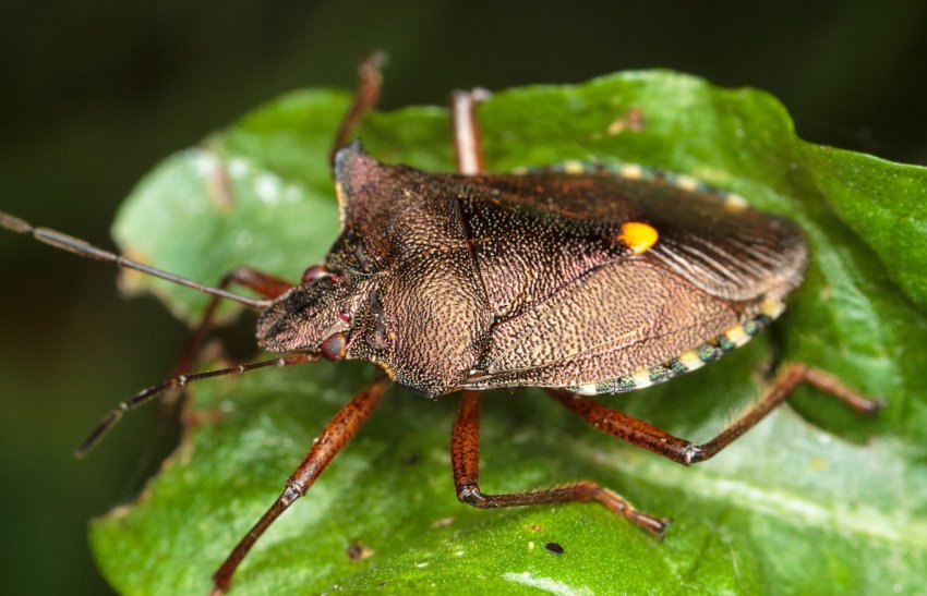 Аудитори вивчать внесок сільськогосподарської політики ЄС у покращення біорізноманіття