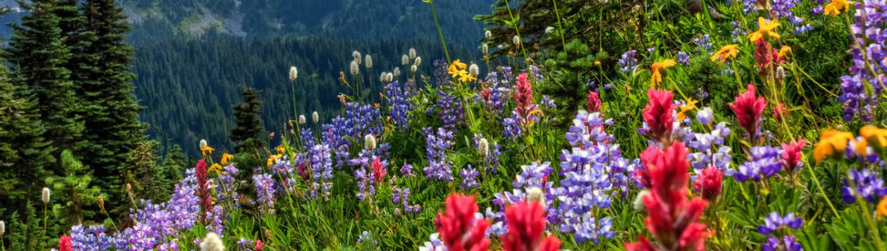 Аудитори вивчать внесок сільськогосподарської політики ЄС у покращення біорізноманіття