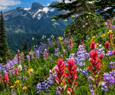 Аудитори вивчать внесок сільськогосподарської політики ЄС у покращення біорізноманіття