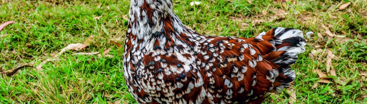 В приморські птахофабрики прокралася хвороба Ньюкасла