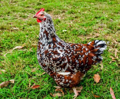 В приморські птахофабрики прокралася хвороба Ньюкасла