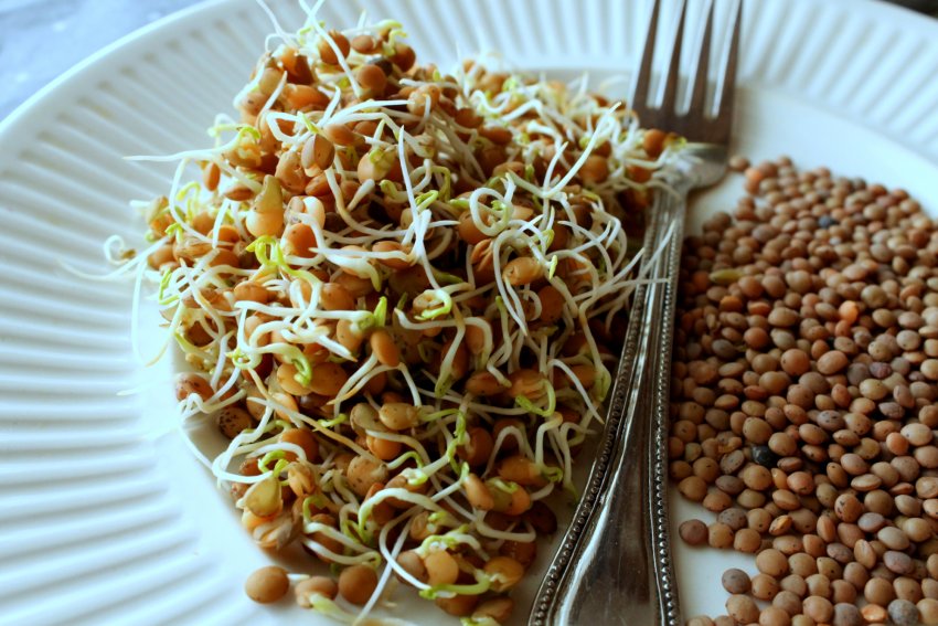 Пророщена чечвица