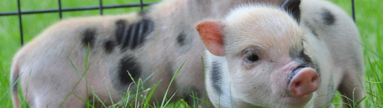 Жителі села під Києвом протестують проти відкриття свинокомплексу