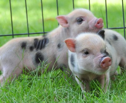 Жителі села під Києвом протестують проти відкриття свинокомплексу