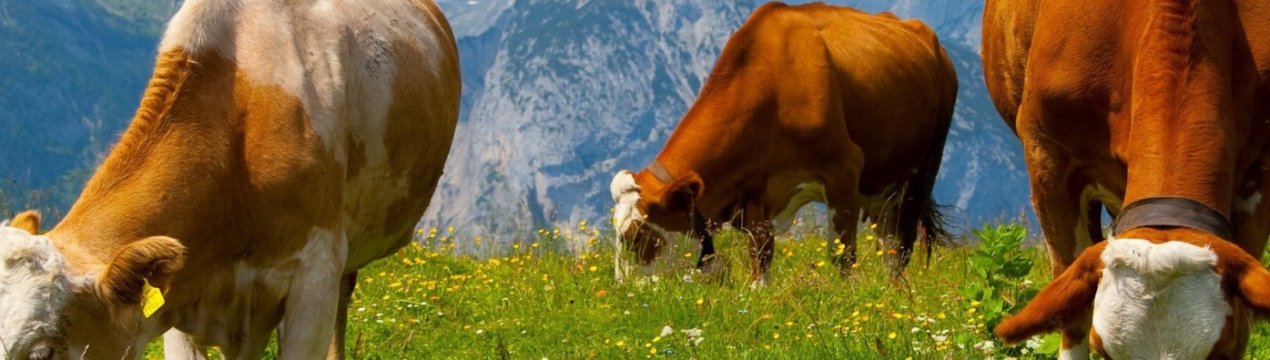 У Великобританії фермерів попросили поділитися досвідом боротьби з гипокальцемией у корів