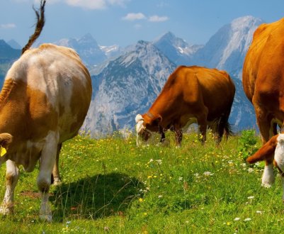 У Великобританії фермерів попросили поділитися досвідом боротьби з гипокальцемией у корів