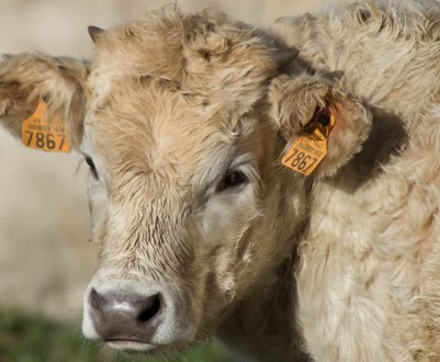 У Шотландії відбулася Перша конференція з етичного сільському господарству
