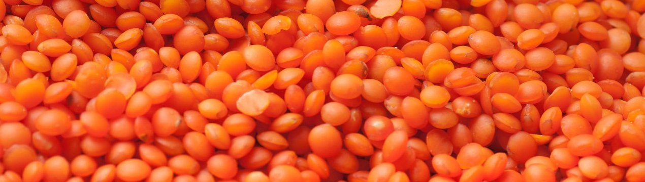 Сочевиця червона: характеристика, корисні властивості та протипоказання для організму людини