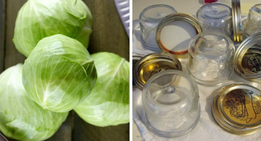 Підготовка капусти і тари до маринування Підготовка капусти і тари до маринування