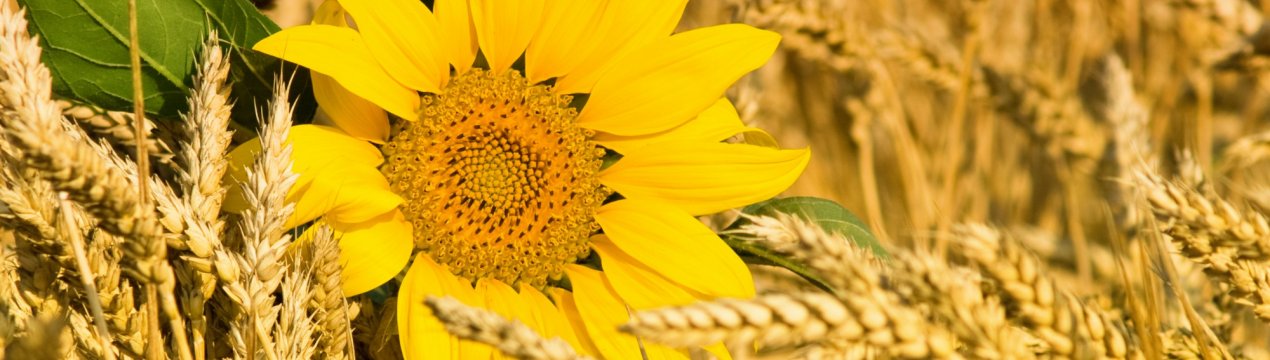 Соняшникове запаси російських аграріїв вражають своїми масштабами