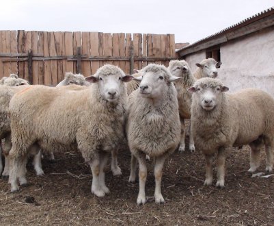 Кращі кози і вівці Росії зустрілися на астраханських просторах